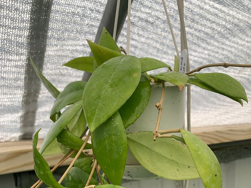 Hoya Erythrostemma | Hoya | Apocynaceae