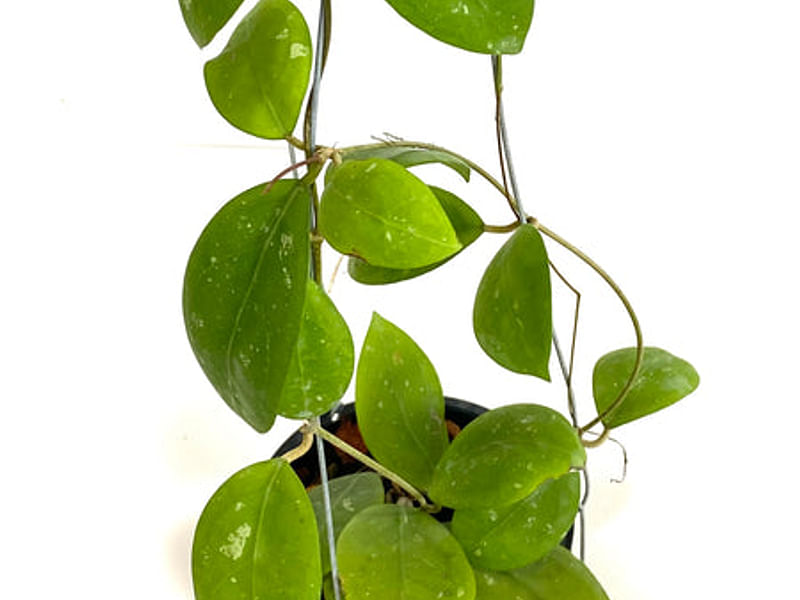 Hoya Erythrostemma | Hoya | Apocynaceae