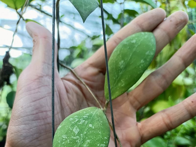 Hoya Erythrostemma | Hoya | Apocynaceae