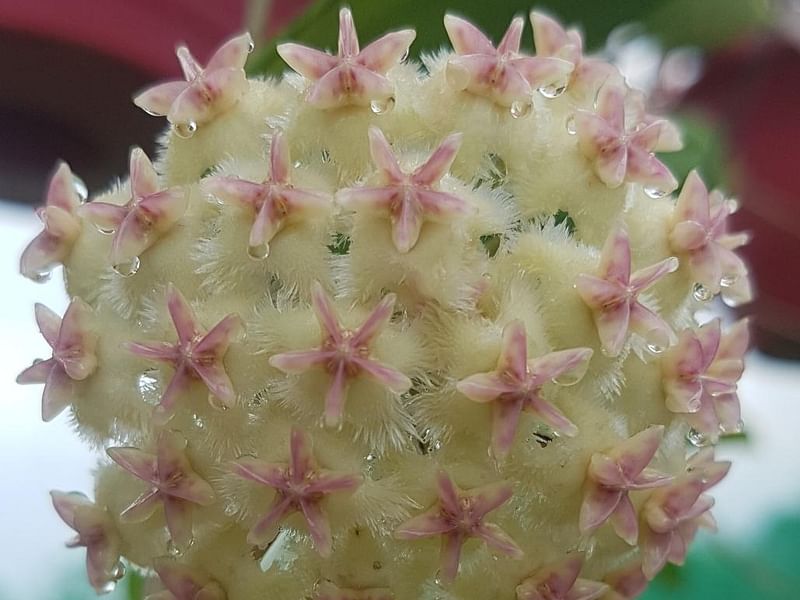 Hoya Erythrostemma | Hoya | Apocynaceae
