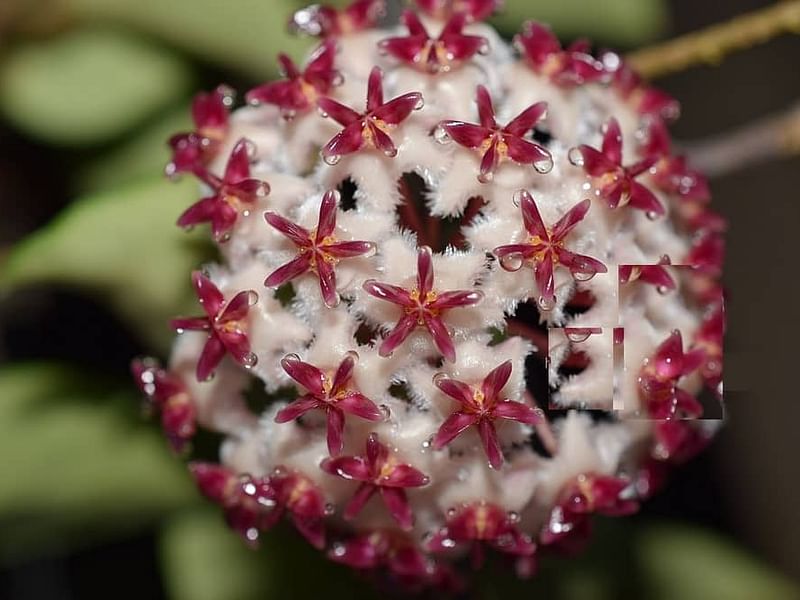 Hoya Erythrostemma | Hoya | Apocynaceae