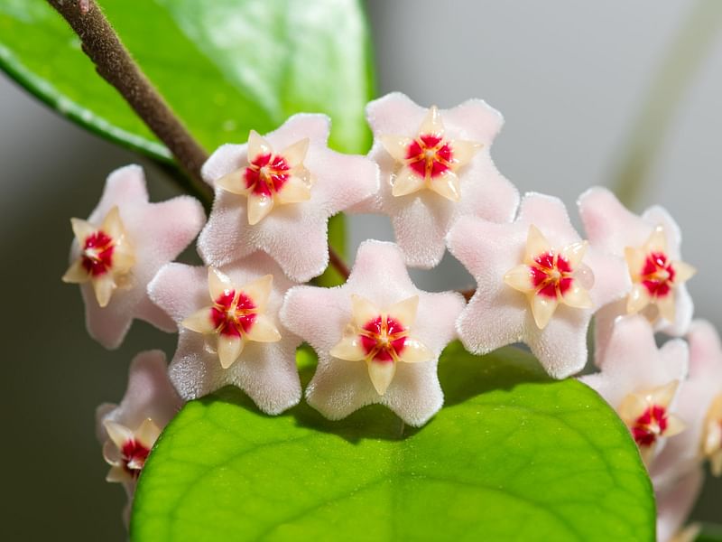Hoya Lacunosa | Hoya | Apocynaceae