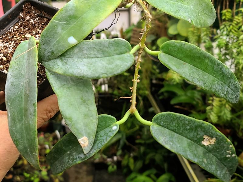 Hoya Onychoides | Hoya | Apocynaceae