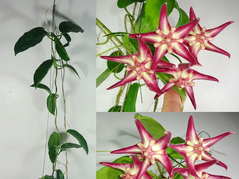 Hoya Onychoides | Hoya | Apocynaceae