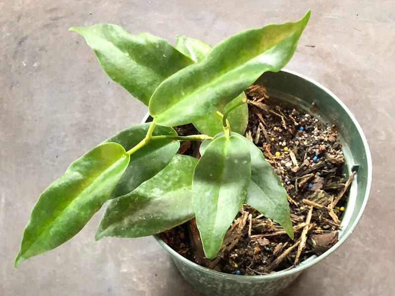 Hoya Onychoides | Hoya | Apocynaceae