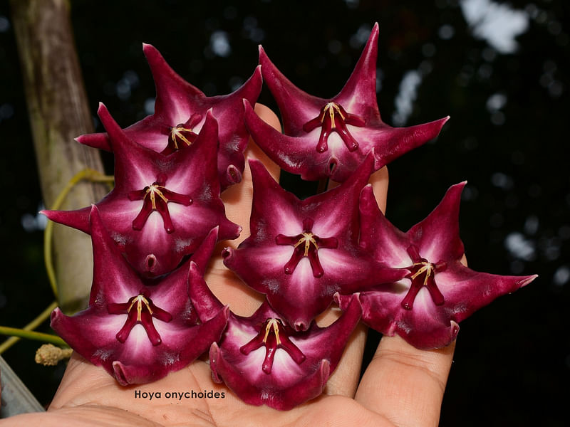 Hoya Onychoides | Hoya | Apocynaceae
