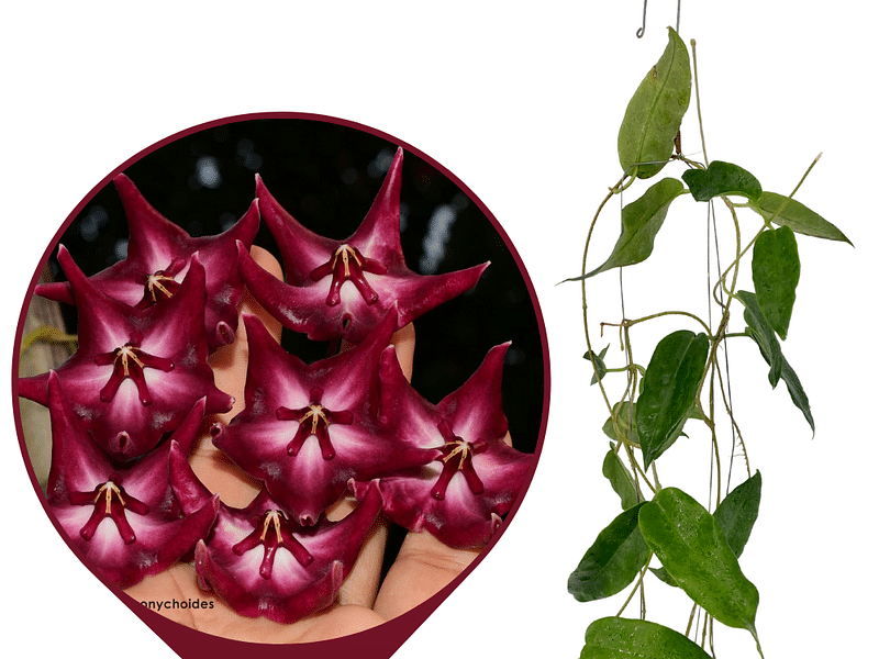 Hoya Onychoides | Hoya | Apocynaceae