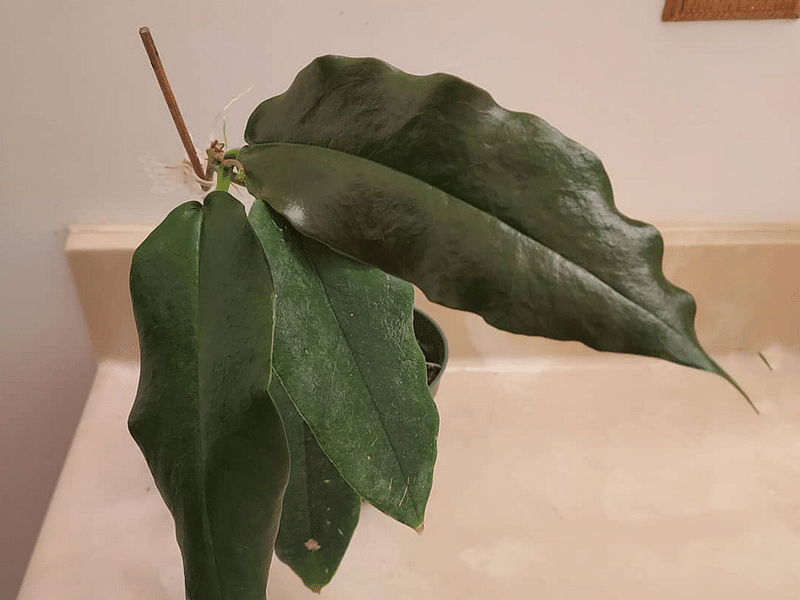 Hoya Onychoides | Hoya | Apocynaceae