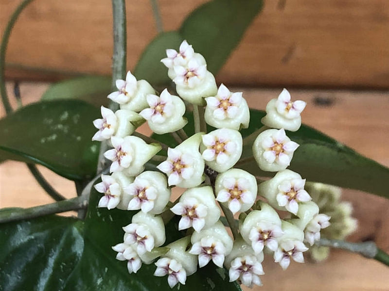 Hoya Pottsii | Hoya | Apocynaceae