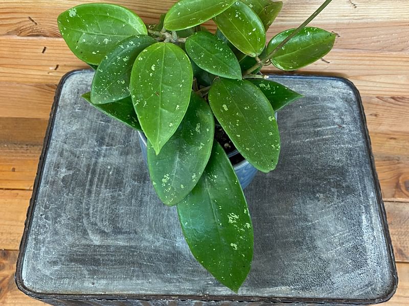 Hoya Pottsii | Hoya | Apocynaceae