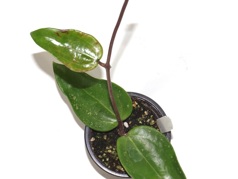 Hoya Pottsii | Hoya | Apocynaceae