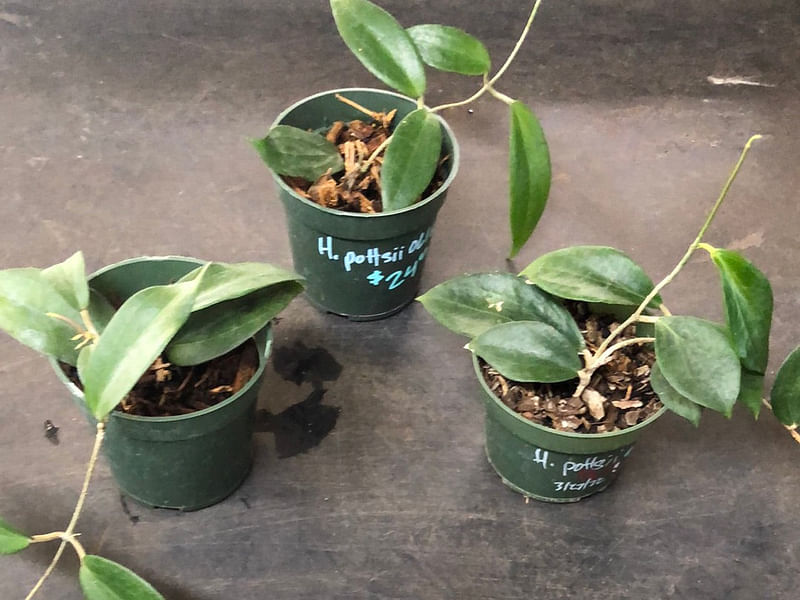 Hoya Pottsii | Hoya | Apocynaceae