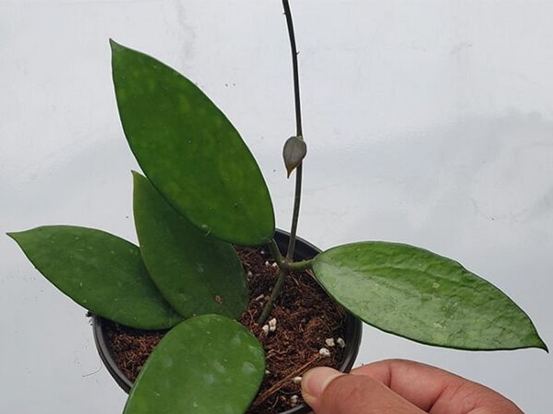 Hoya Pottsii | Hoya | Apocynaceae