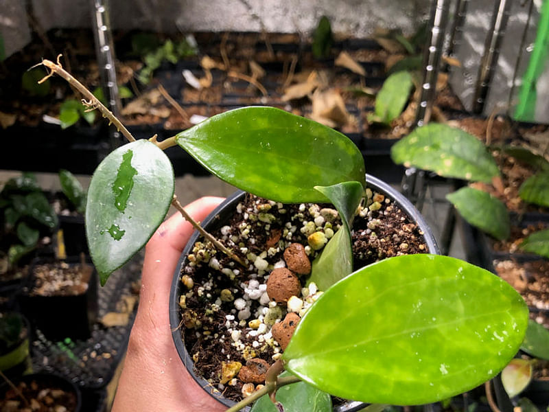 Hoya Pottsii | Hoya | Apocynaceae