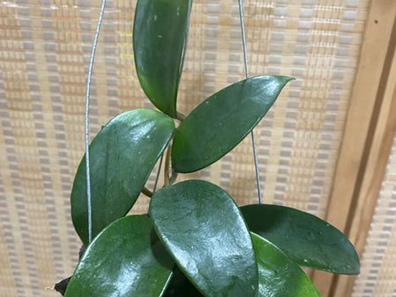 Hoya Pottsii | Hoya | Apocynaceae