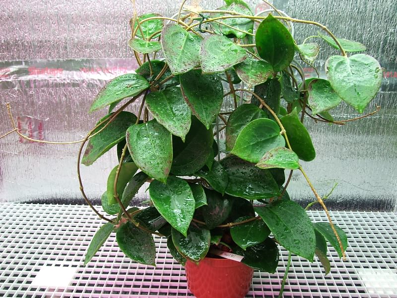 Hoya Pottsii | Hoya | Apocynaceae