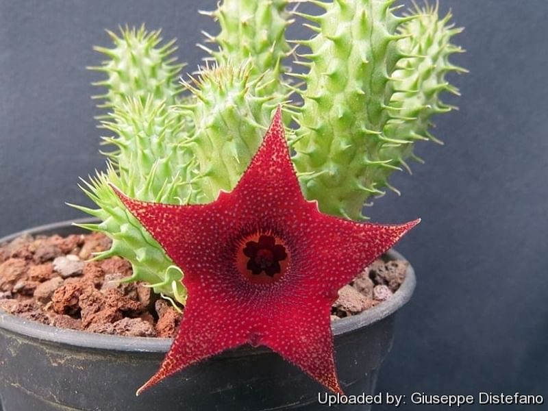 Huernia Aspera | Huernia | Apocynaceae