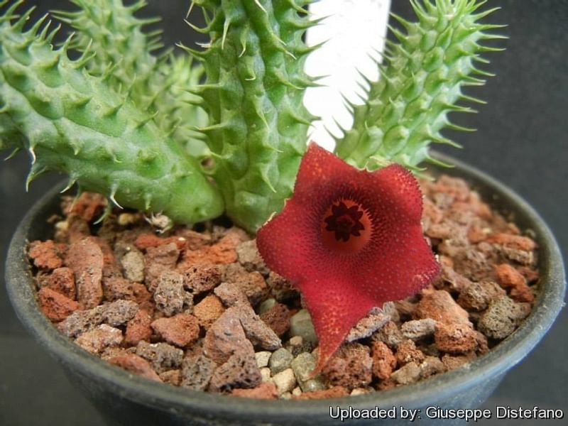 Huernia Aspera | Huernia | Apocynaceae