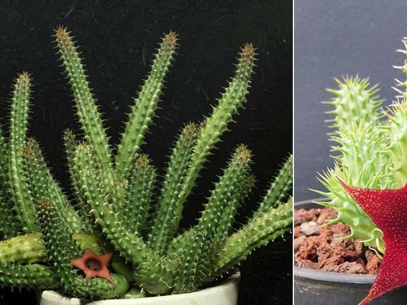 Huernia Aspera | Huernia | Apocynaceae