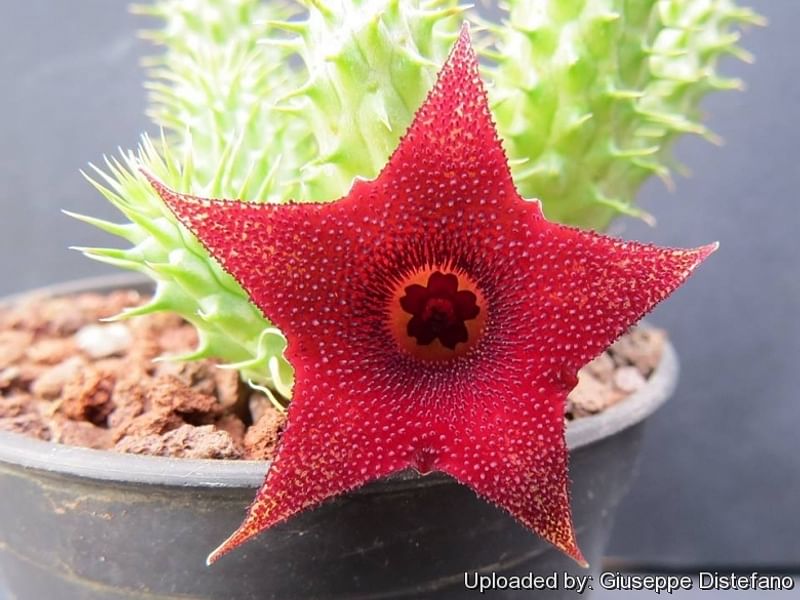 Huernia Aspera | Huernia | Apocynaceae