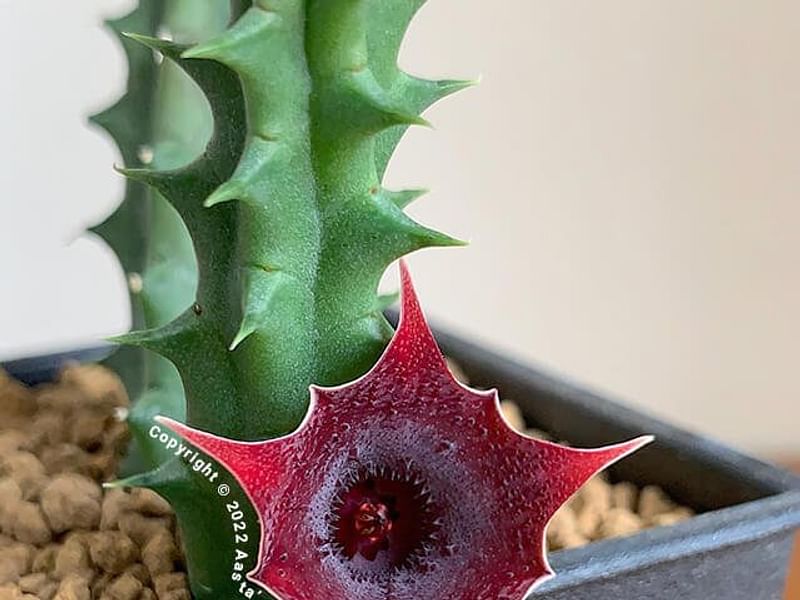 Huernia Aspera | Huernia | Apocynaceae