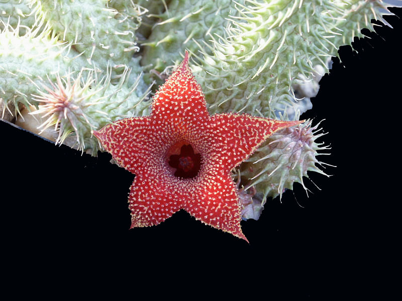 Huernia Aspera | Huernia | Apocynaceae