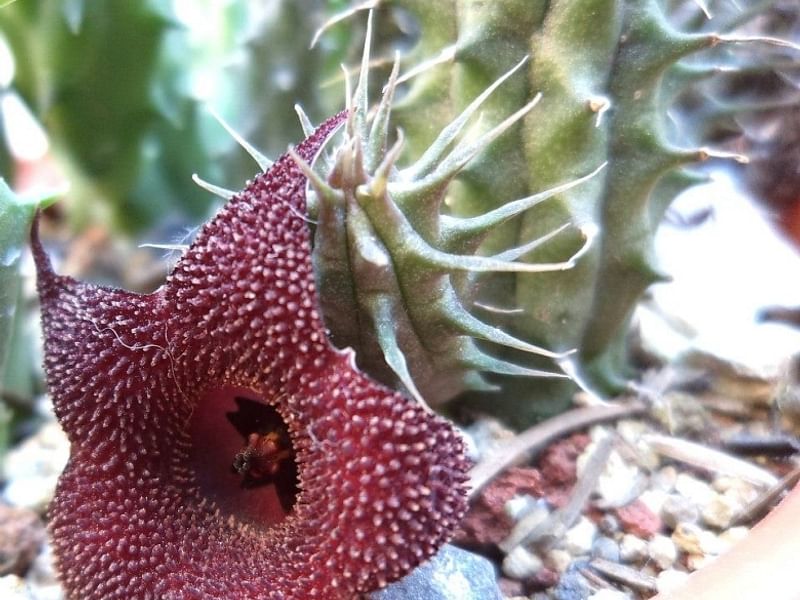 Huernia Aspera | Huernia | Apocynaceae