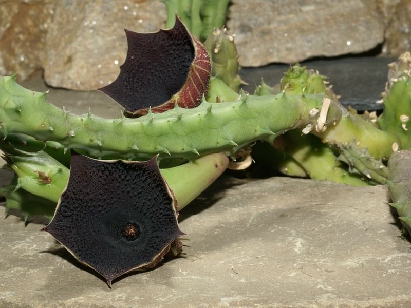 Huernia Aspera | Huernia | Apocynaceae