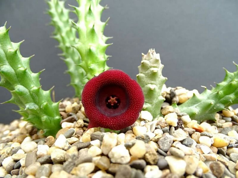 Huernia Aspera | Huernia | Apocynaceae