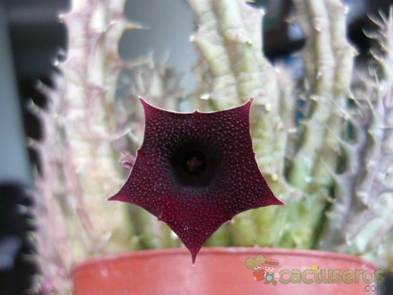 Huernia Aspera | Huernia | Apocynaceae
