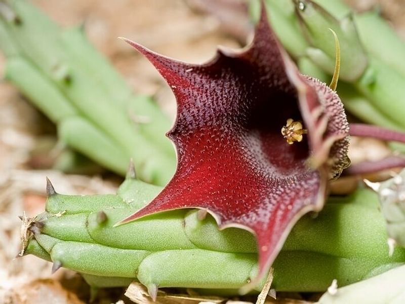 Huernia Aspera | Huernia | Apocynaceae