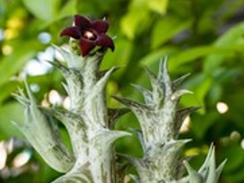 Huernia Aspera | Huernia | Apocynaceae