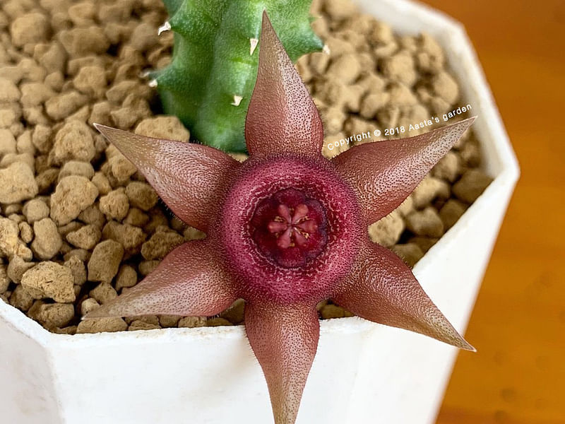 Huernia Aspera | Huernia | Apocynaceae