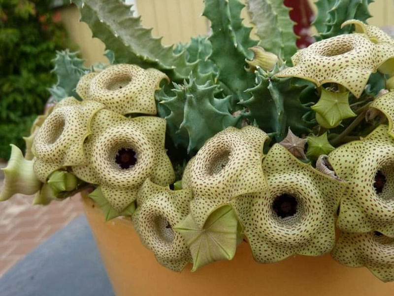 Huernia Brevirostris | Huernia | Apocynaceae