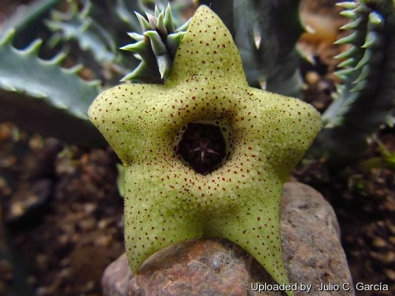 Huernia Brevirostris | Huernia | Apocynaceae