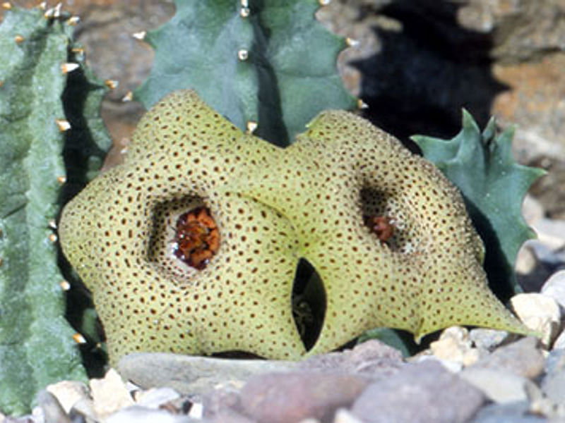 Huernia Brevirostris | Huernia | Apocynaceae