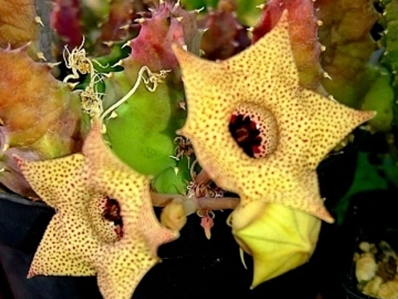 Huernia Brevirostris | Huernia | Apocynaceae