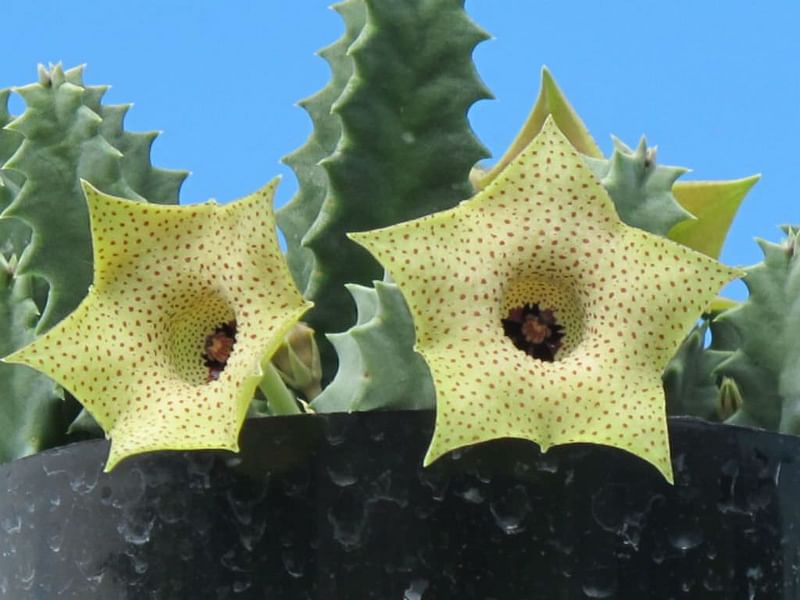 Huernia Brevirostris | Huernia | Apocynaceae