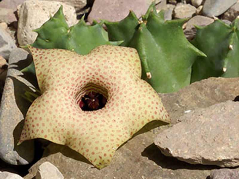 Huernia Brevirostris | Huernia | Apocynaceae