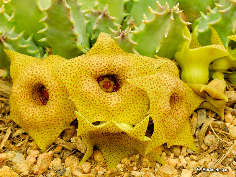 Huernia Brevirostris | Huernia | Apocynaceae
