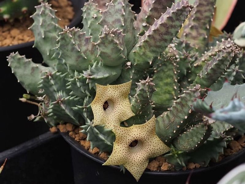 Huernia Brevirostris | Huernia | Apocynaceae