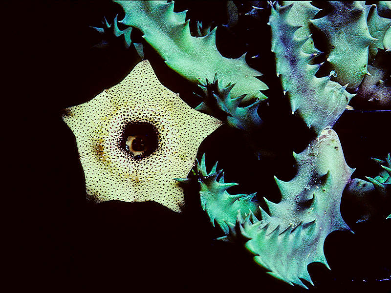Huernia Brevirostris | Huernia | Apocynaceae