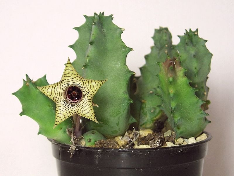 Huernia Brevirostris | Huernia | Apocynaceae
