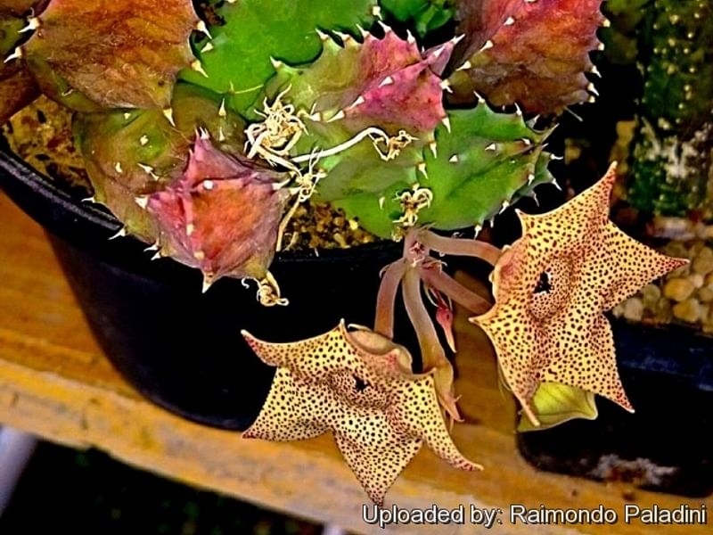 Huernia Brevirostris | Huernia | Apocynaceae