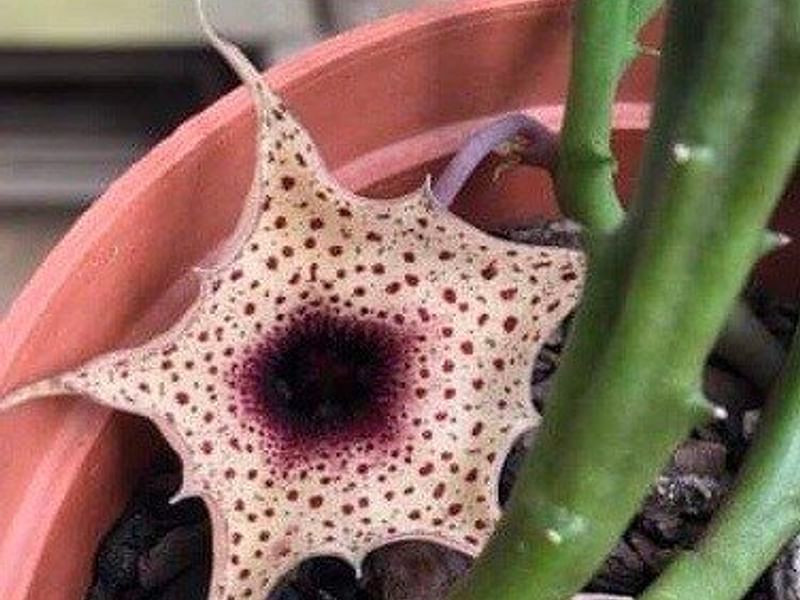 Huernia Brevirostris | Huernia | Apocynaceae