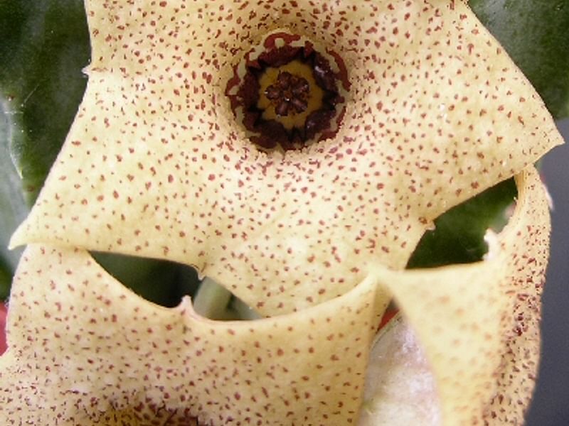 Huernia Brevirostris | Huernia | Apocynaceae