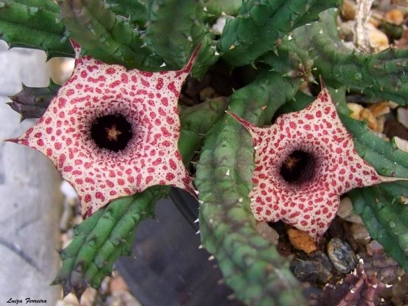 Huernia Hislopii | Huernia | Apocynaceae