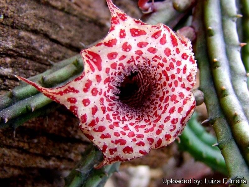 Huernia Hislopii | Huernia | Apocynaceae
