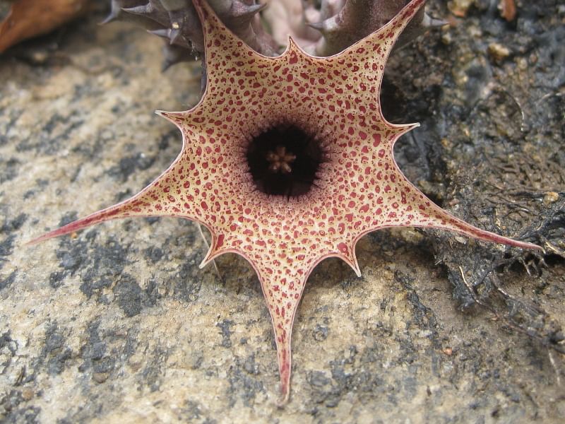 Huernia Hislopii | Huernia | Apocynaceae