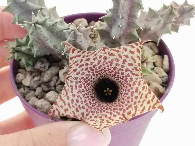 Huernia Hislopii | Huernia | Apocynaceae